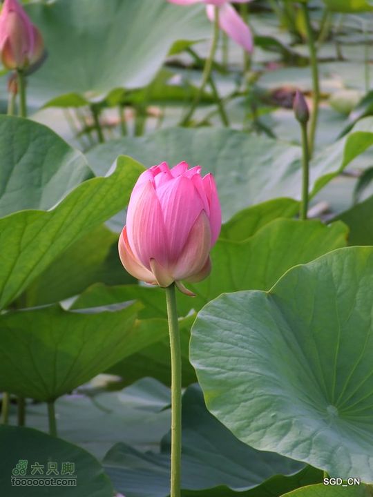 赏新区荷花，观辽河大桥DSCF4096