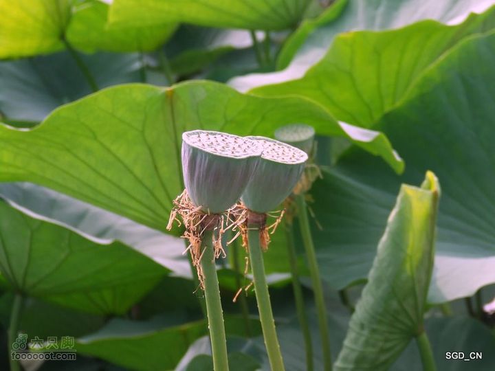 赏新区荷花，观辽河大桥DSCF4098