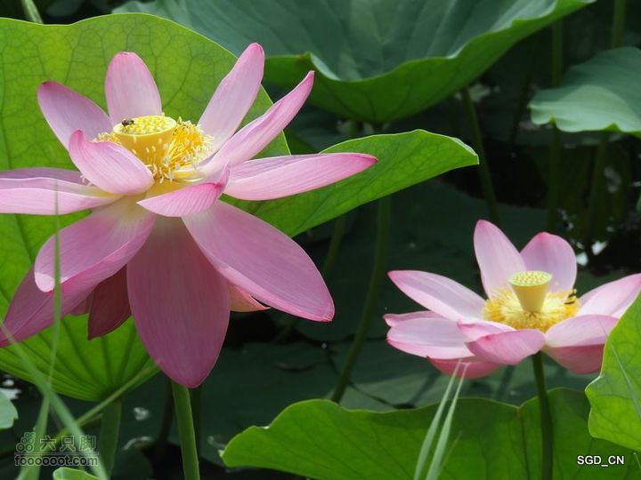 赏新区荷花，观辽河大桥DSCF4104