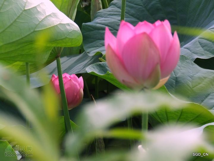 赏新区荷花，观辽河大桥DSCF4106