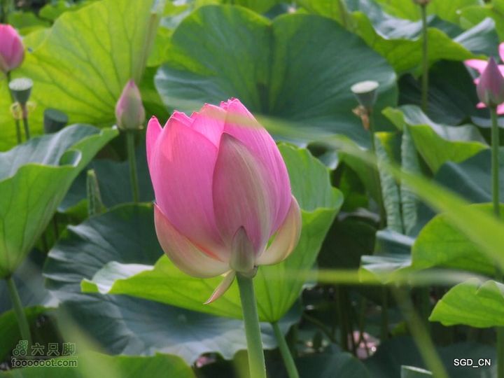 赏新区荷花，观辽河大桥DSCF4114