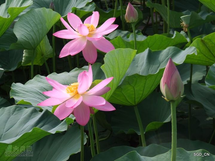 赏新区荷花，观辽河大桥DSCF4115