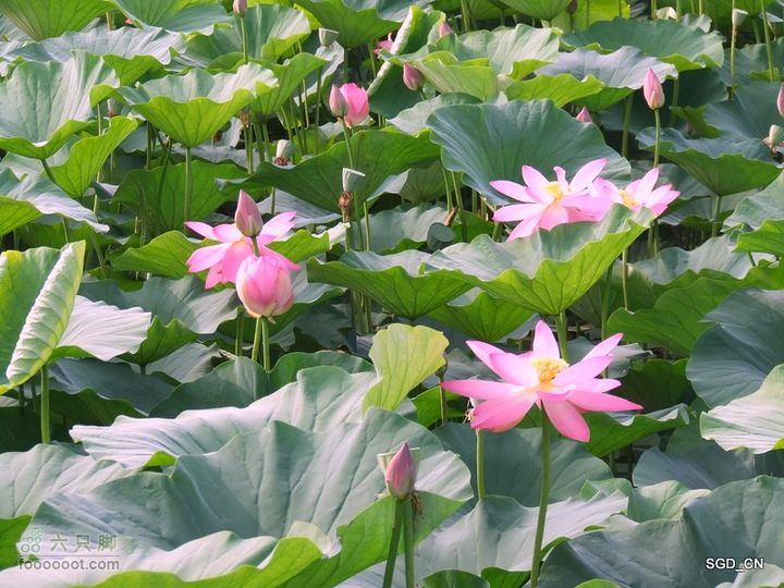 赏新区荷花，观辽河大桥DSCF4117