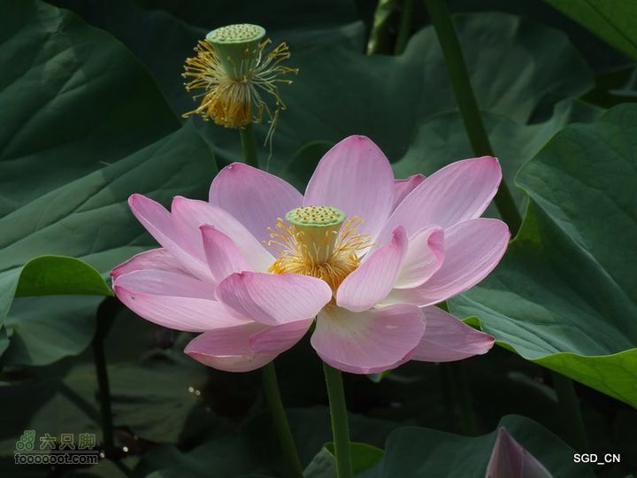 赏新区荷花，观辽河大桥DSCF4118