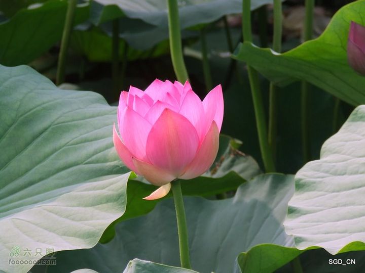 赏新区荷花，观辽河大桥DSCF4120