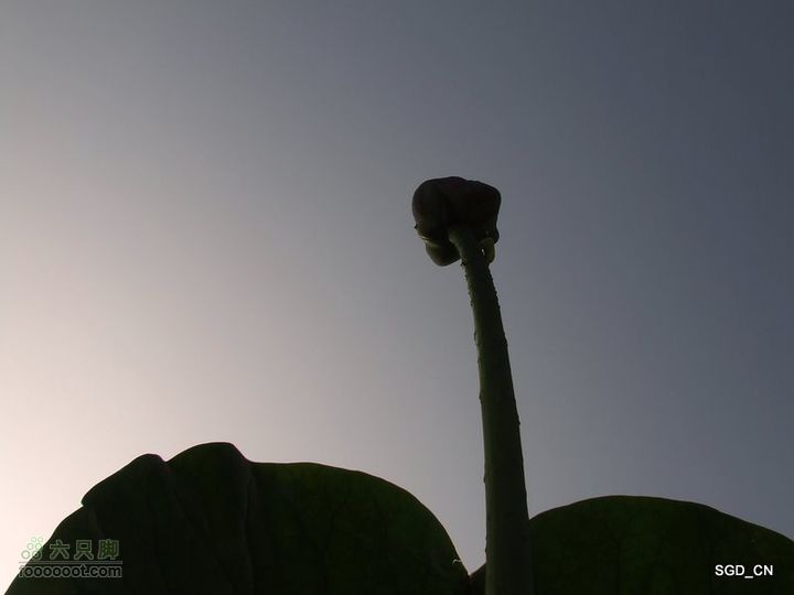 赏新区荷花，观辽河大桥DSCF4130