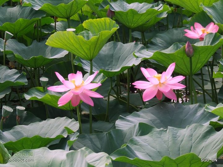 赏新区荷花，观辽河大桥DSCF4137