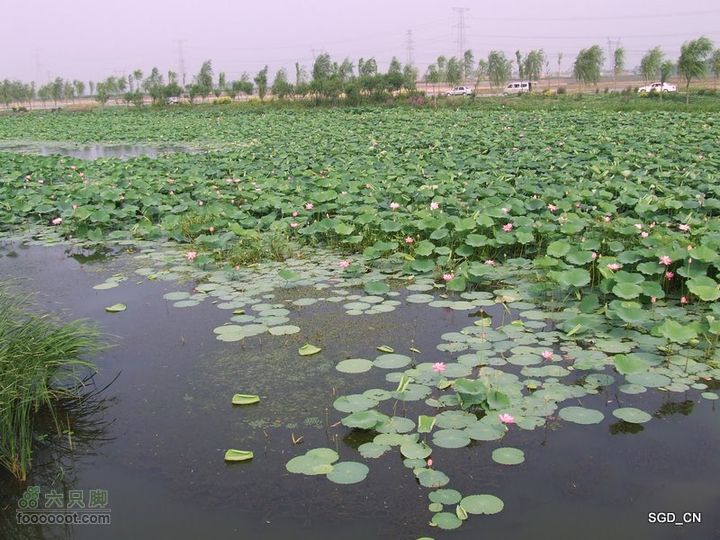 赏新区荷花，观辽河大桥DSCF4145