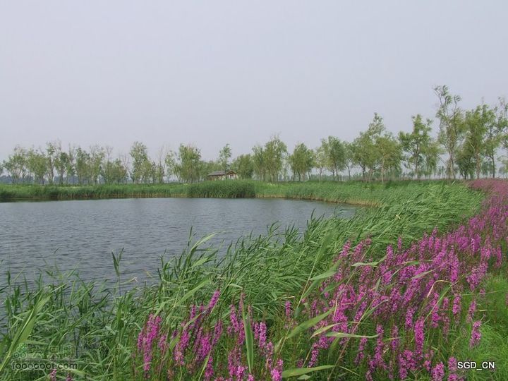 赏新区荷花，观辽河大桥DSCF4151