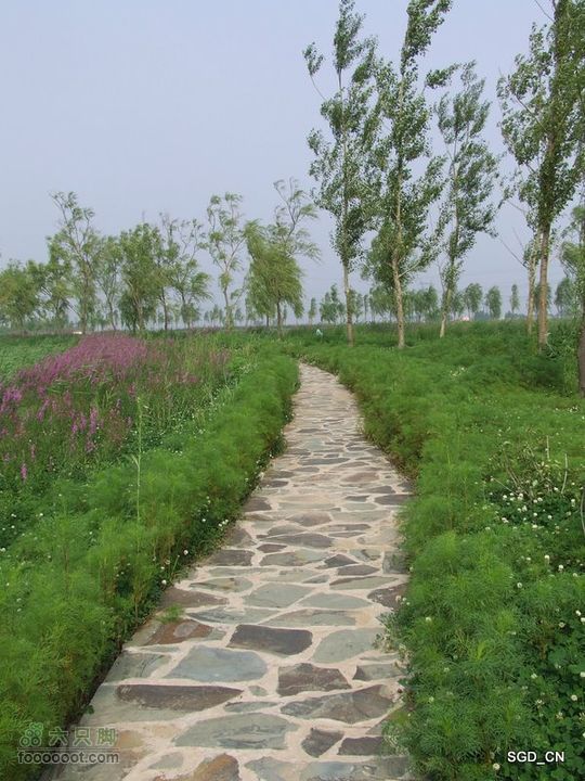 赏新区荷花，观辽河大桥DSCF4152