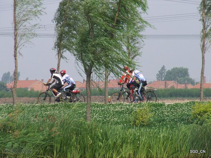 赏新区荷花，观辽河大桥DSCF4174