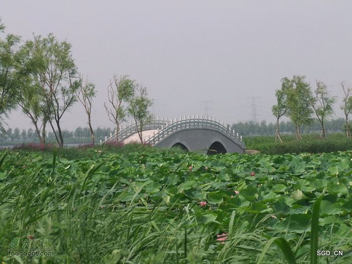 赏新区荷花，观辽河大桥DSCF4175