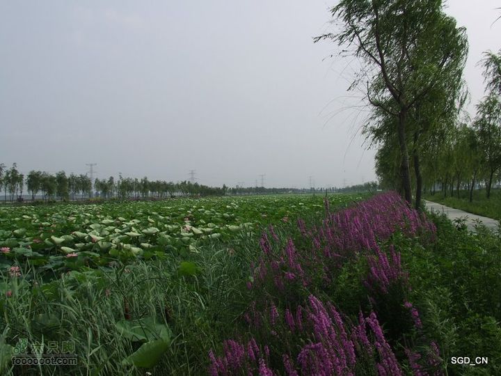 赏新区荷花，观辽河大桥DSCF4177