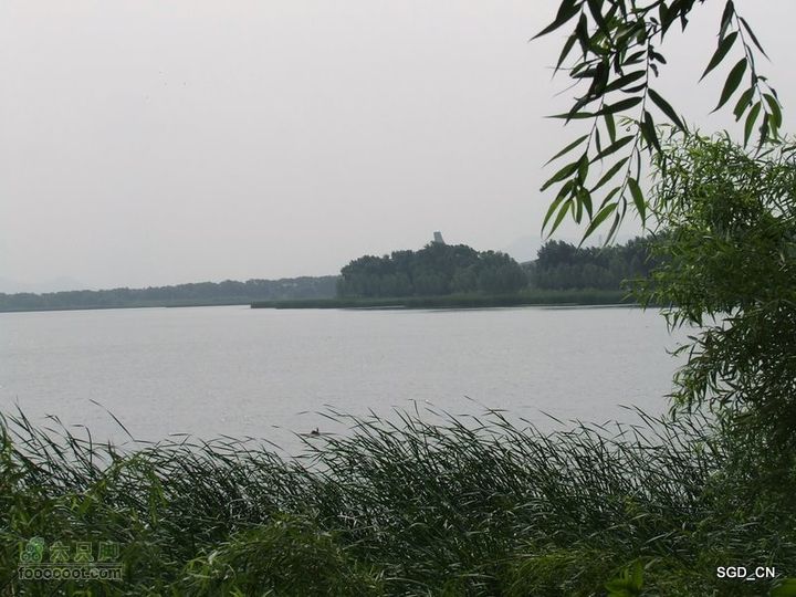 赏新区荷花，观辽河大桥DSCF4183