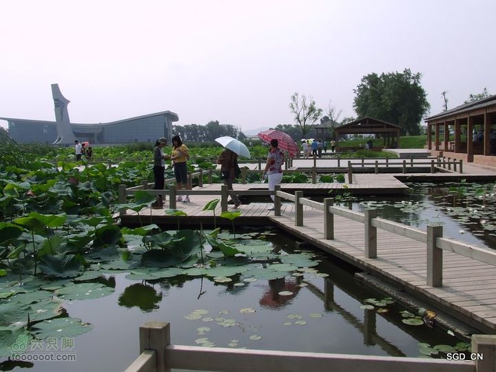 赏新区荷花，观辽河大桥DSCF4186