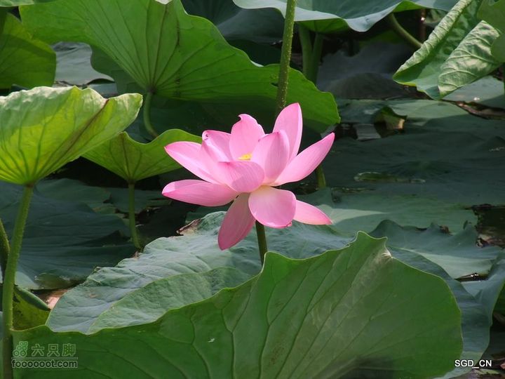 赏新区荷花，观辽河大桥DSCF4187