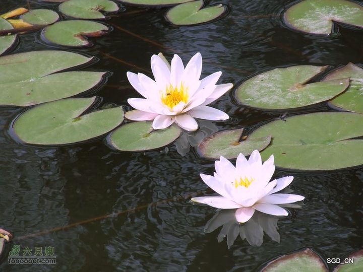 赏新区荷花，观辽河大桥DSCF4189