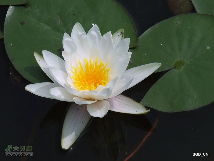 赏新区荷花，观辽河大桥DSCF4193