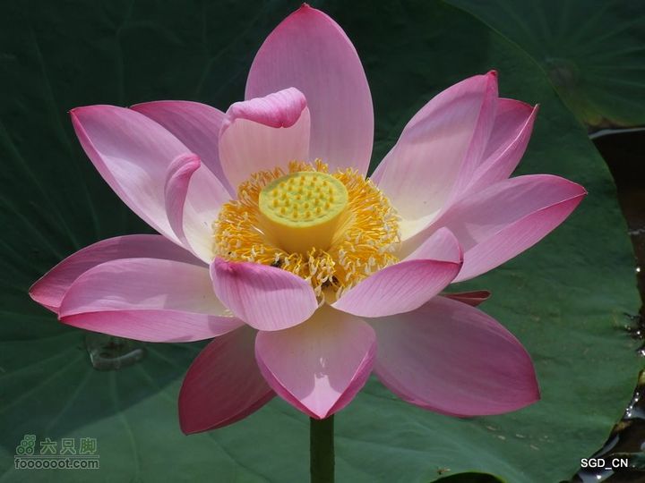 赏新区荷花，观辽河大桥DSCF4194