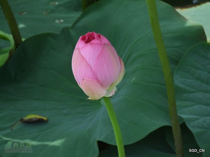 赏新区荷花，观辽河大桥DSCF4208