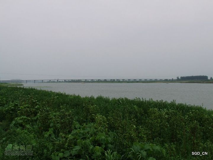 赏新区荷花，观辽河大桥DSCF4268