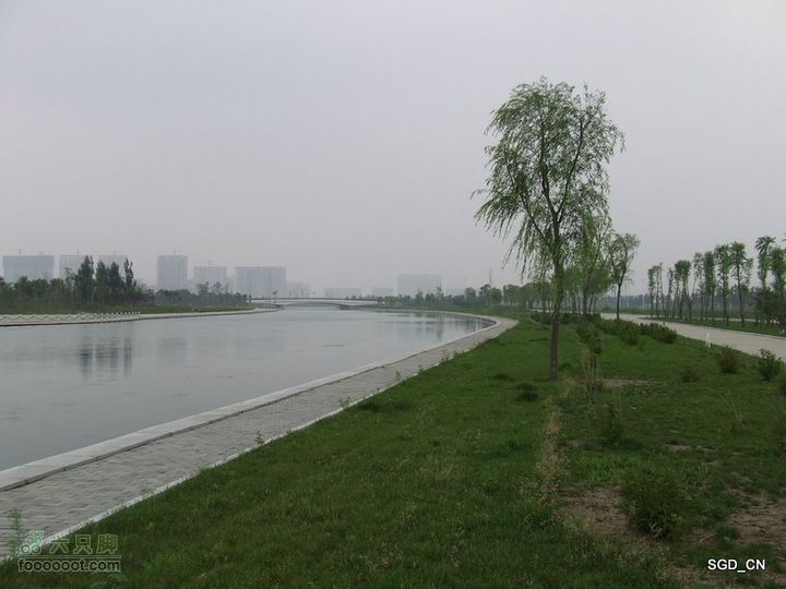 赏新区荷花，观辽河大桥DSCF4296