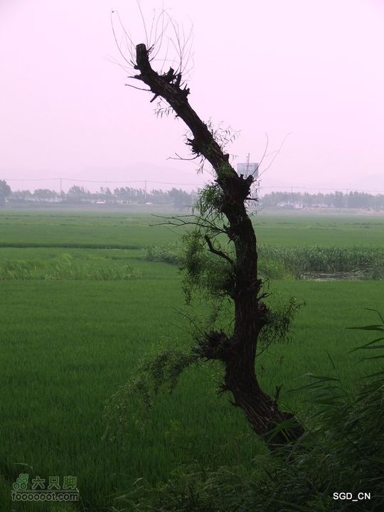 赏新区荷花，观辽河大桥DSCF4324