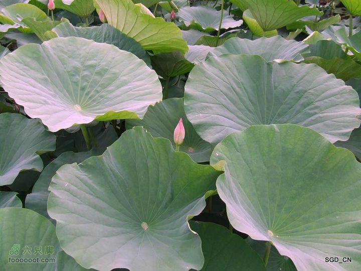 赏新区荷花，观辽河大桥DSCF4328