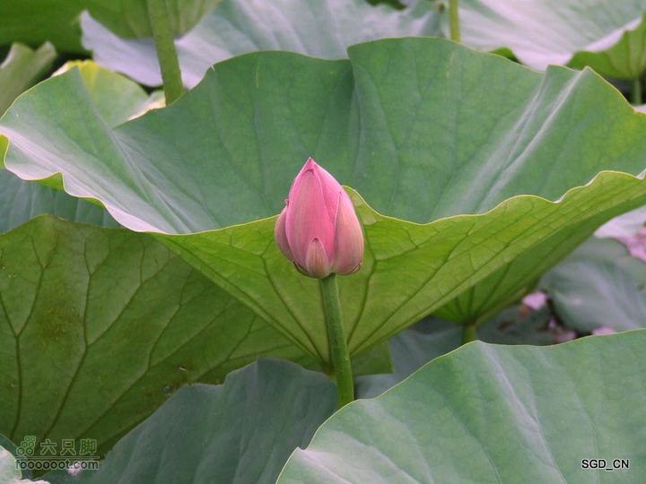 赏新区荷花，观辽河大桥DSCF4330