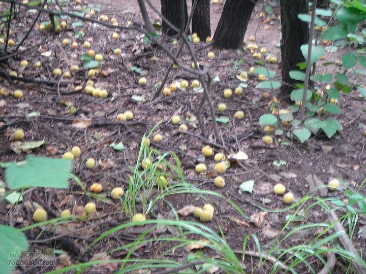 香山经好汉坡直奔周家巷，迷路误入温泉白家幢(勿按此轨迹寻迹)熟了的杏子，散落一地