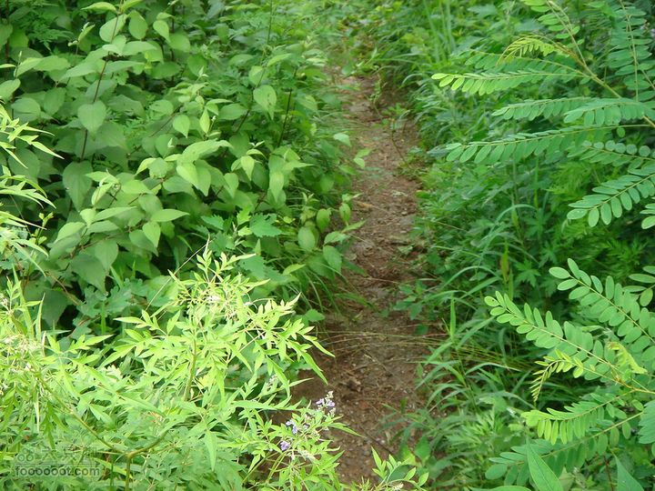 香山经好汉坡直奔周家巷，迷路误入温泉白家幢(勿按此轨迹寻迹)起初的路还比较好走