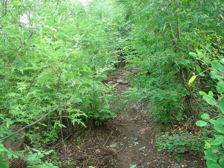 香山经好汉坡直奔周家巷，迷路误入温泉白家幢(勿按此轨迹寻迹)林子里，昨天下了雨，潮气很重，空气又不流通，有点像瘴气