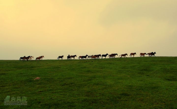 卸甲沟-草坨-东甸子梁-南骆驼庵 探路穿越一片马群列队飞驰而过，抓拍到了这张