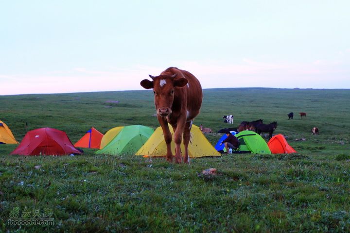 卸甲沟-草坨-东甸子梁-南骆驼庵 探路穿越有一头牛，朝我走了过来，角度背景刚刚好啊