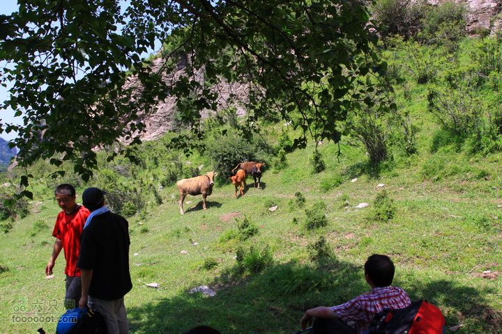 卸甲沟-草坨-东甸子梁-南骆驼庵 探路穿越大树下，集结地点