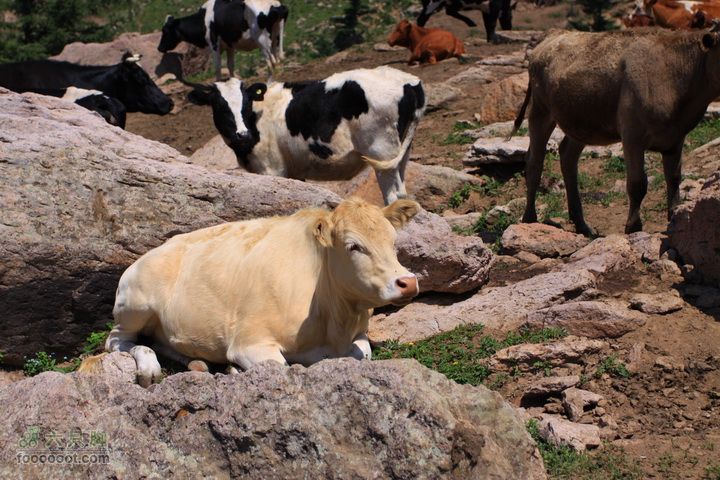 卸甲沟-草坨-东甸子梁-南骆驼庵 探路穿越可爱不？