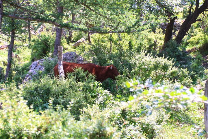 卸甲沟-草坨-东甸子梁-南骆驼庵 探路穿越林子里还藏着一头