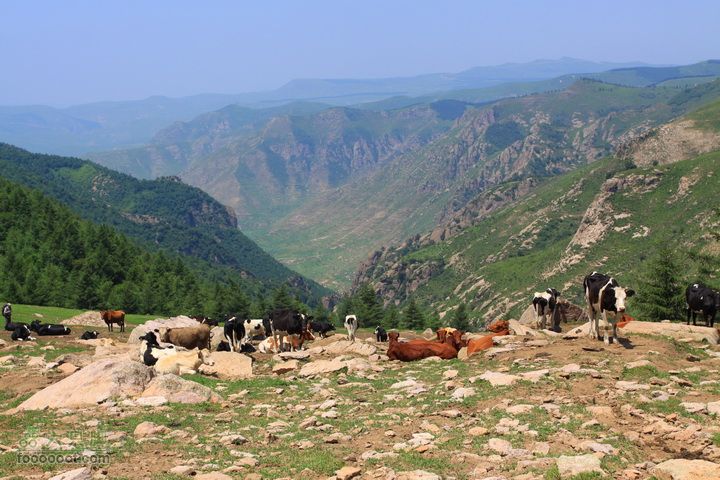 卸甲沟-草坨-东甸子梁-南骆驼庵 探路穿越下山又遇牛群