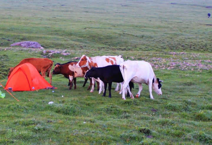 卸甲沟-草坨-东甸子梁-南骆驼庵 探路穿越注意，以后不要随便买红色的帐篷了，斗牛