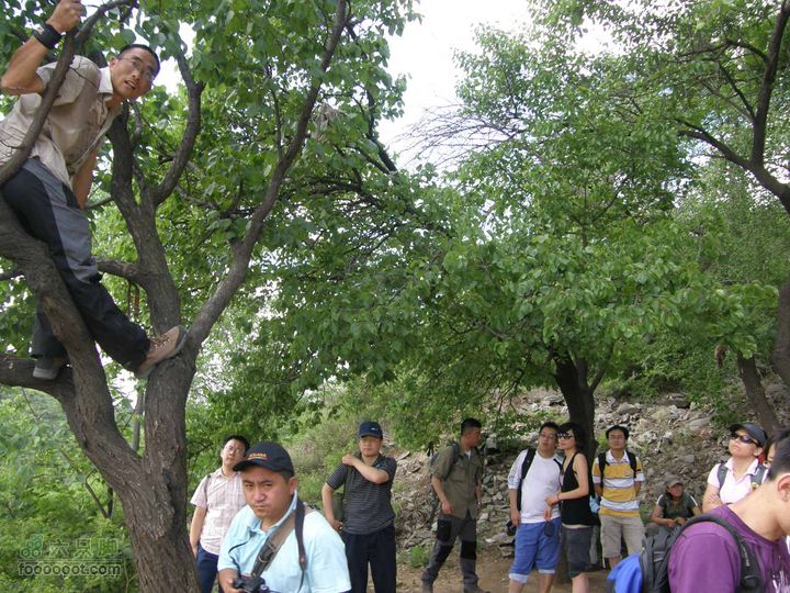 采野果之旅-法海寺到香山挂甲塔徒步穿越采野果大家分享