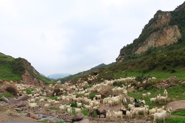 苜蓿村上茶山村探路，下山遭遇乱石滩，连夜逃出遇到羊群
