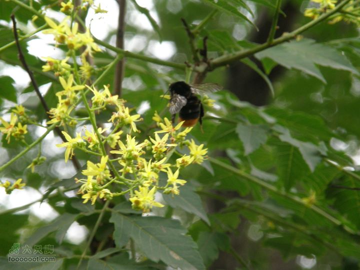 植物园拍鸽子蜜蜂野生动物迷彩树探索之旅蜜蜂采蜜