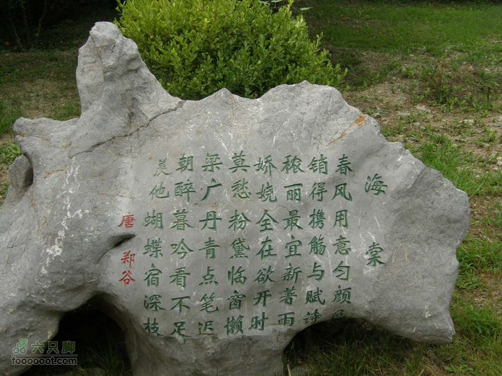 植物园拍鸽子蜜蜂野生动物迷彩树探索之旅P8073391