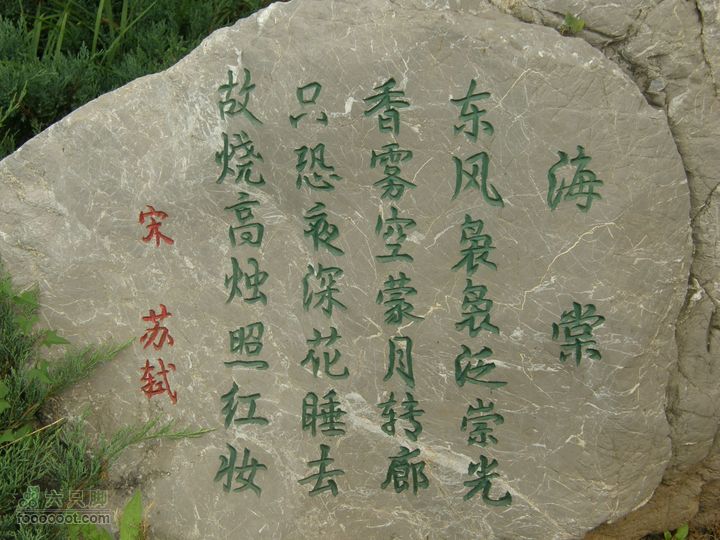 植物园拍鸽子蜜蜂野生动物迷彩树探索之旅P8073389