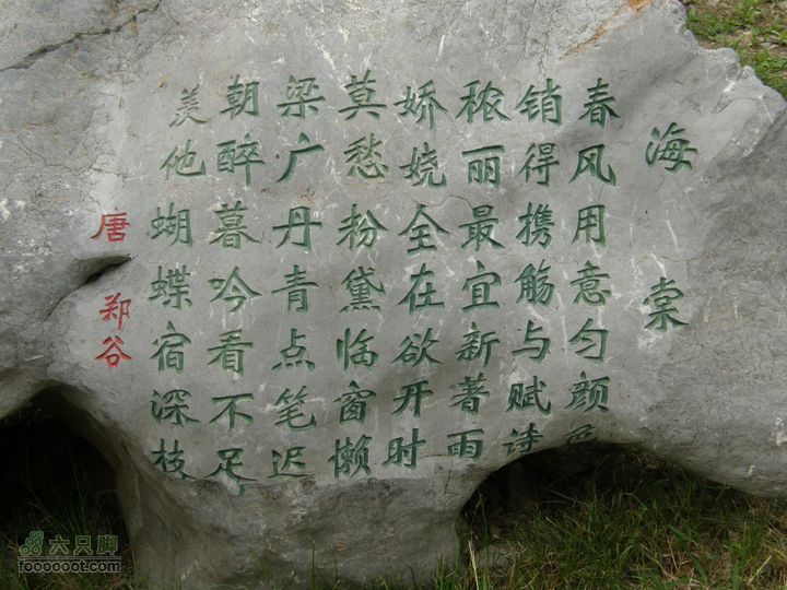 植物园拍鸽子蜜蜂野生动物迷彩树探索之旅P8073390