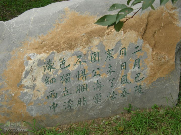 植物园拍鸽子蜜蜂野生动物迷彩树探索之旅P8073392