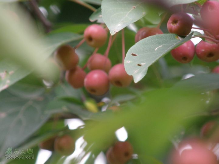 植物园拍鸽子蜜蜂野生动物迷彩树探索之旅这是什么果呀？