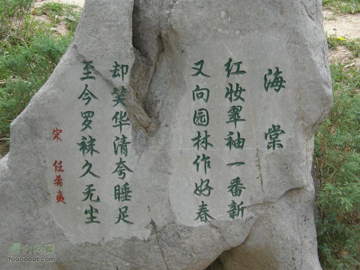 植物园拍鸽子蜜蜂野生动物迷彩树探索之旅P8073394