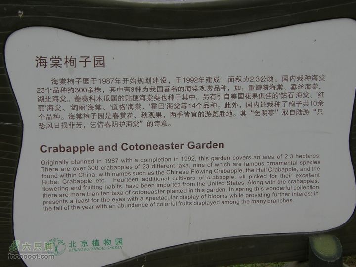 植物园拍鸽子蜜蜂野生动物迷彩树探索之旅P8073395