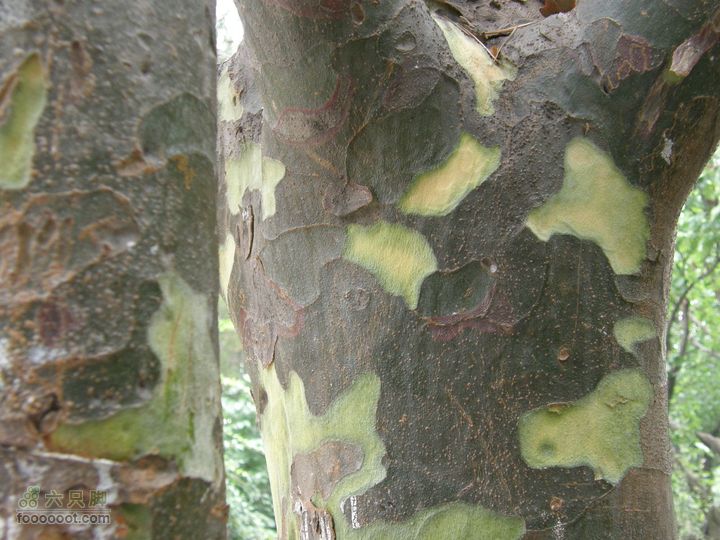 植物园拍鸽子蜜蜂野生动物迷彩树探索之旅这就是迷彩树